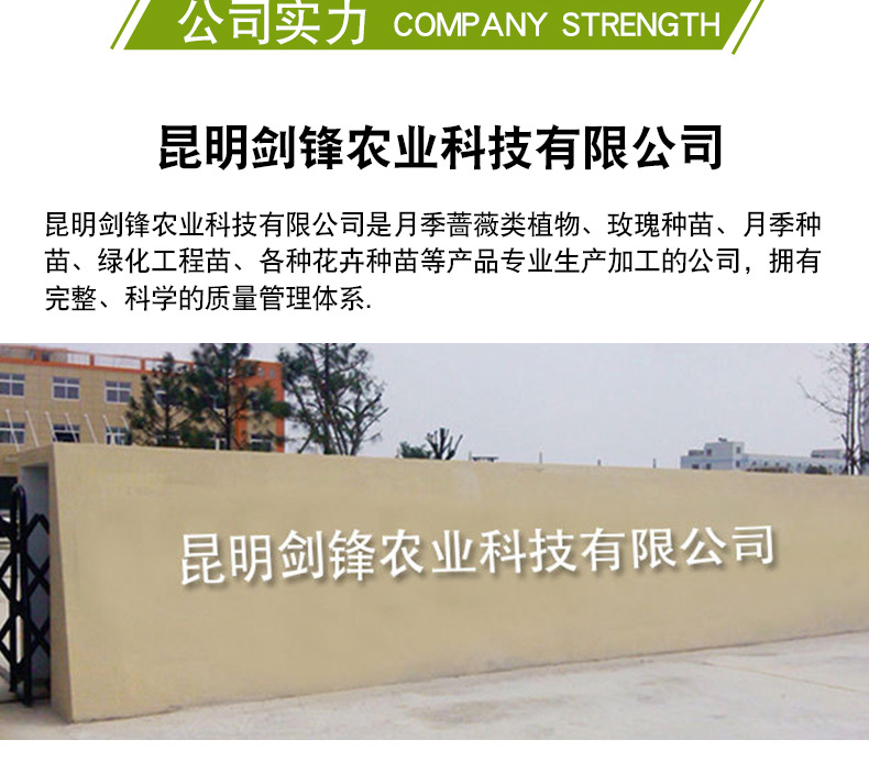 狂欢泡泡玫瑰苗_14