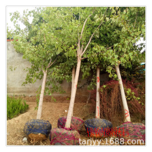 �Ͼ������t�����������  �ձ��t�� 3����5����8���ֹ��̵�·�G��