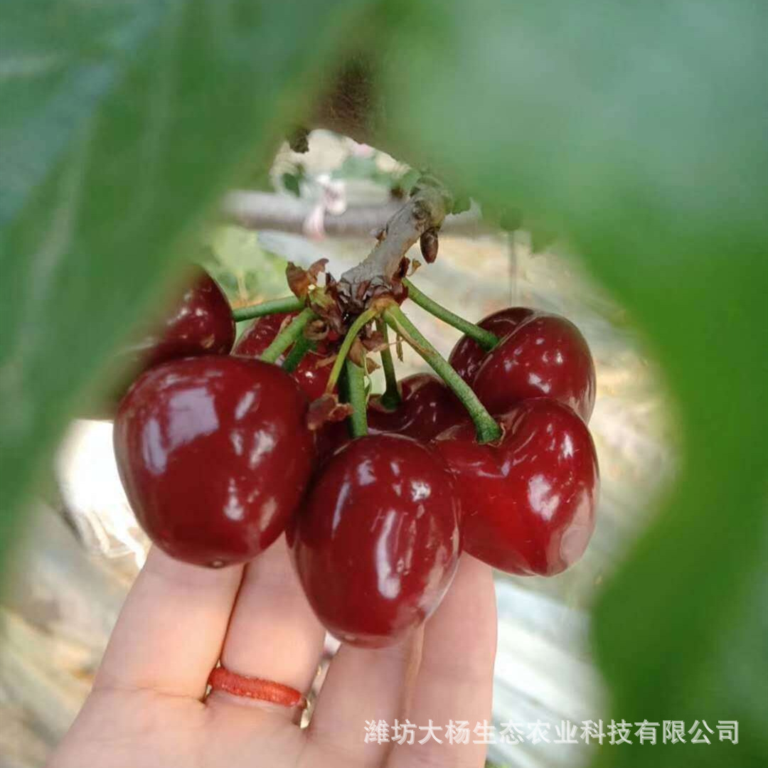 现货新鲜美早樱桃山东美早大樱桃香甜可口美早大樱桃大樱桃车厘子|ms