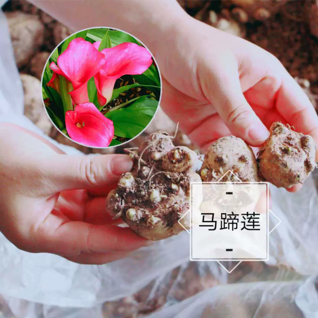 Четыре сезона легкое цветение луковица каллы крытый балкон двор декоративные цветы многолетние растения оптом