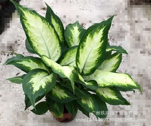 微信图片_20190218101511