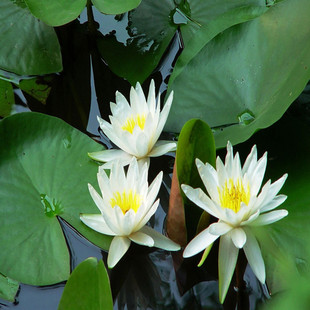 �S�����lˮ��ֲ��N����ɏ�ѷN��˯ɏ��ˮ��ֲ�ﻨ��Ʒ�N����ă�