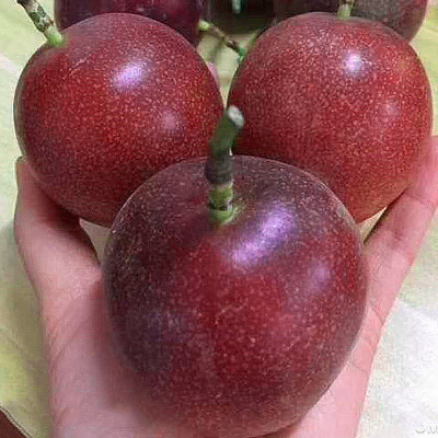 广西百香果5斤包邮中大果一级热带新鲜水果鸡蛋果西番莲一件代发|ms