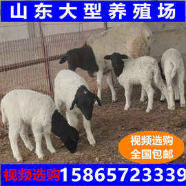 甘肃养羊养殖哪个品种的羊利润高断奶会吃草的小羊养殖技术幼体羊