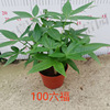 The base batch Daxiufu Fafa Tree Tree Pot 100 Room 100 indoor desktop viewing plants small green plant purification air