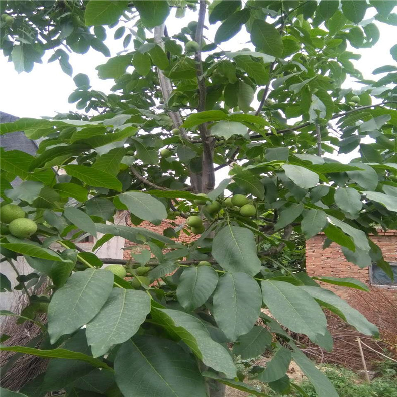 批发优质辽核核桃苗 低价供应易成活薄皮核桃苗