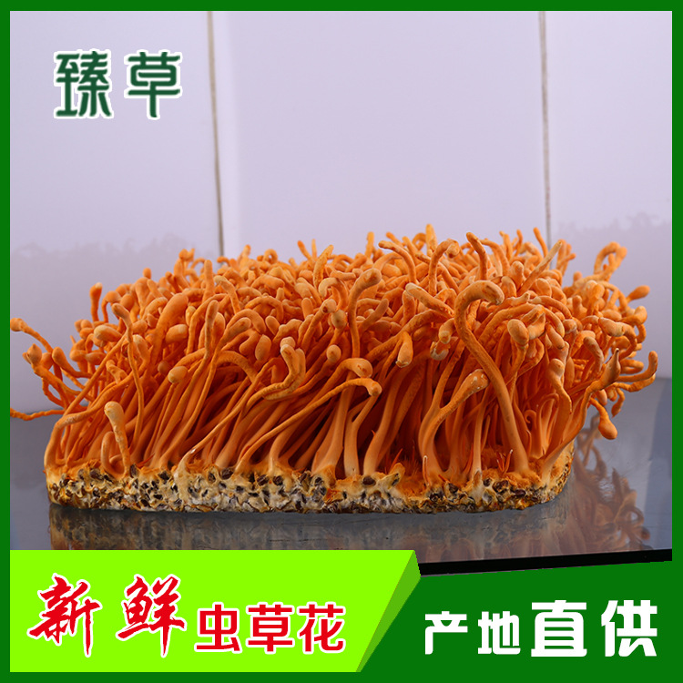 Place of Origin fresh Pick Cordyceps flowers Cordyceps colour Golden Spore 5 pounds bag 100 kg .