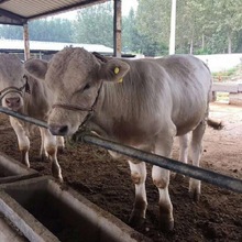 嘉旺 夏洛萊牛 梨木贊牛犢母牛 批發夏洛萊牛養殖