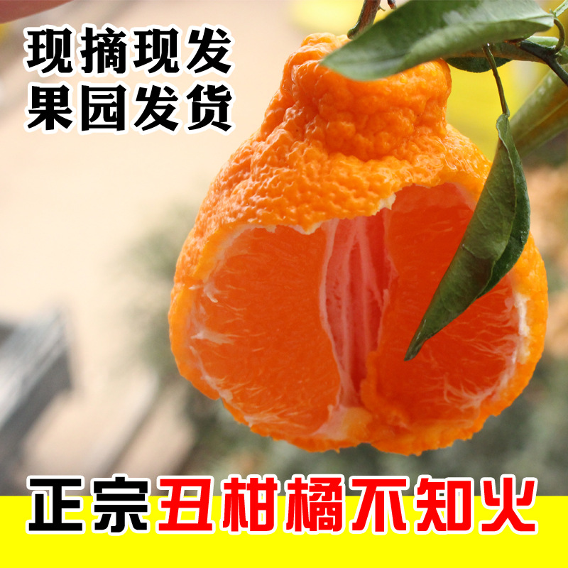 Sichuan Province River Harrow Shiranui Very ugly person Season fresh fruit Hand stripping