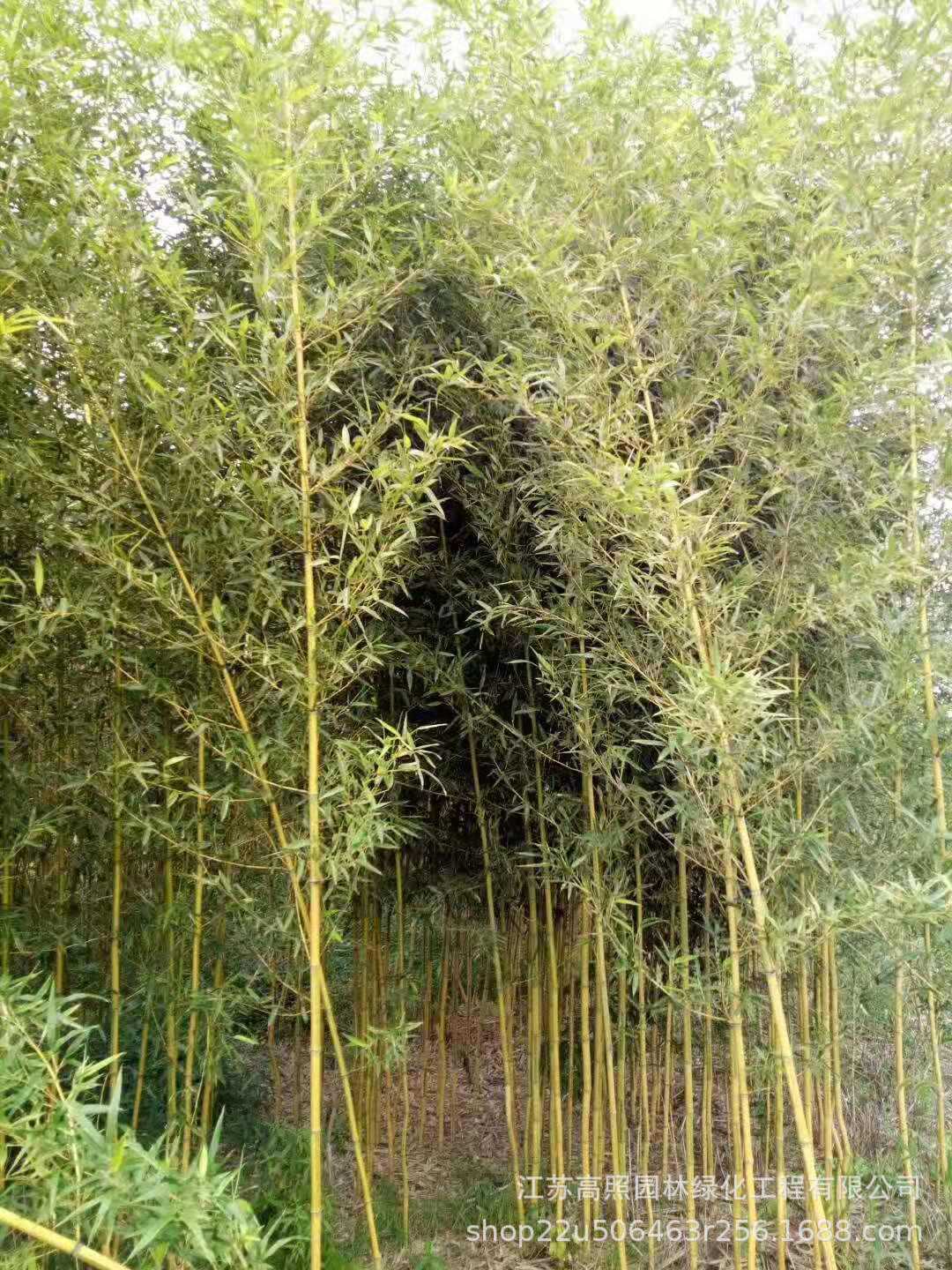 庭院绿化青淡竹 适应酸性土至中性土早园竹苗 修长刚竹子苗盆栽-阿里巴巴