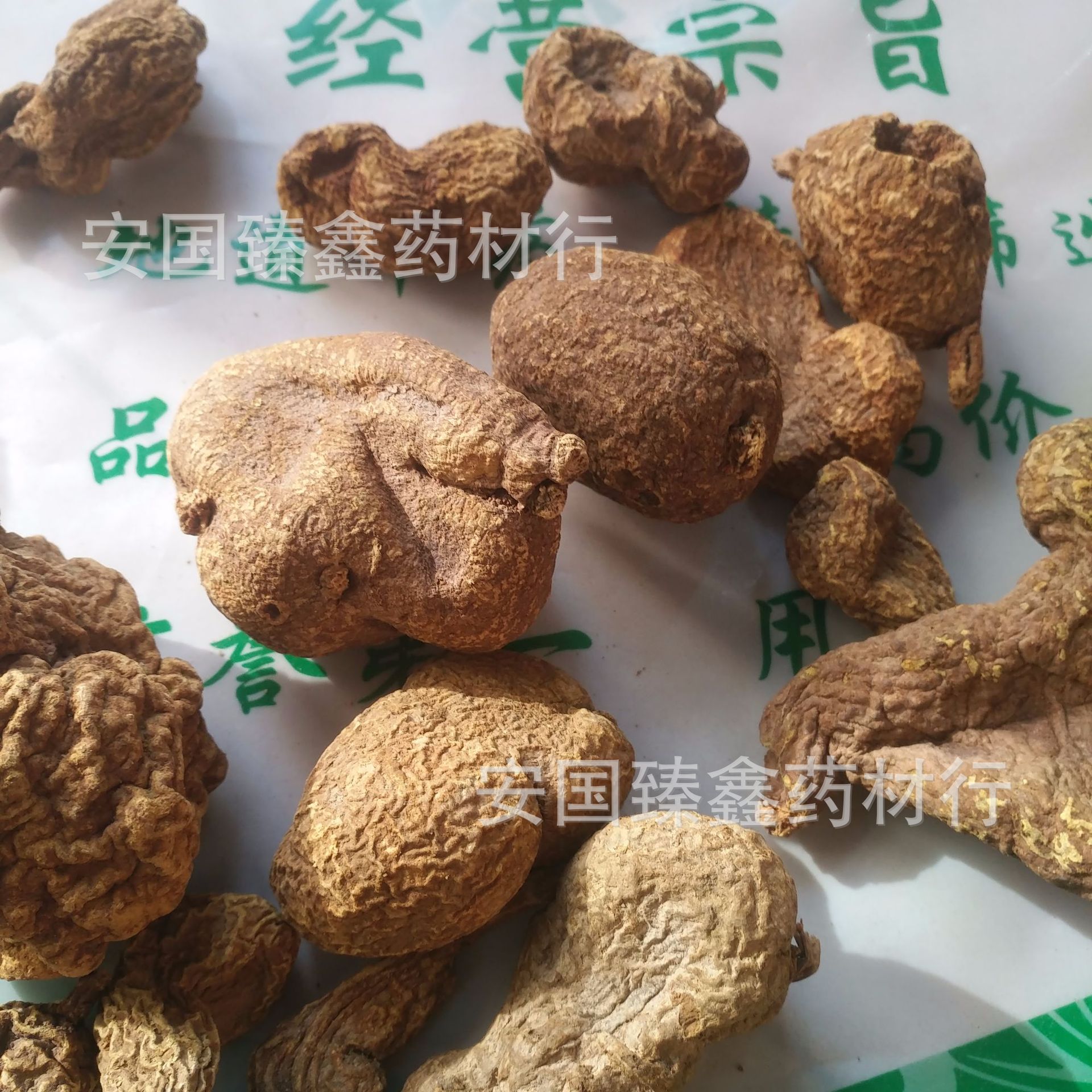 青鱼胆树图片,青鱼胆草图片,青鱼胆草图片大全大图(第16页)_大山谷图库
