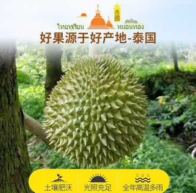 泰国金枕头巴掌榴莲新鲜带壳非猫山王干尧当季热带水果2-3斤包邮|ru