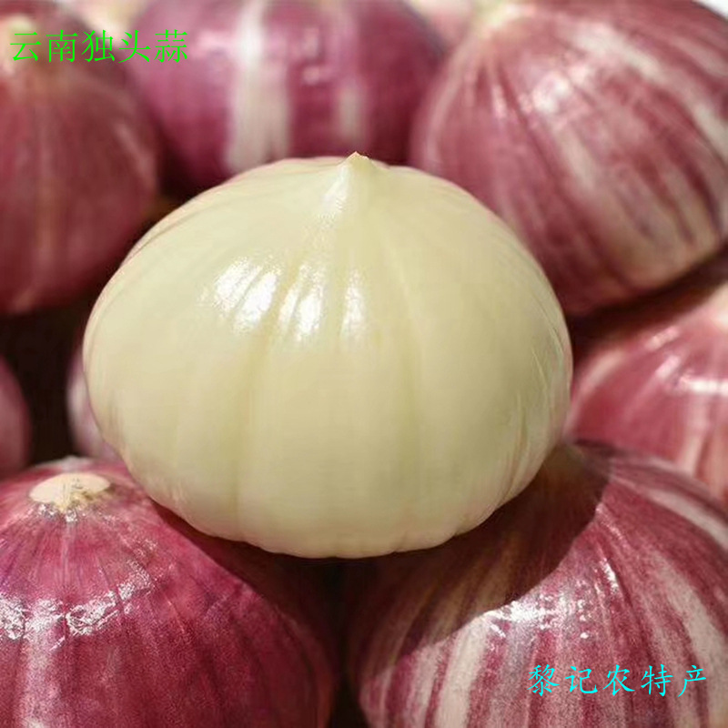 独头蒜云南紫皮独头大蒜产地直发包邮一件代发328专供|ms