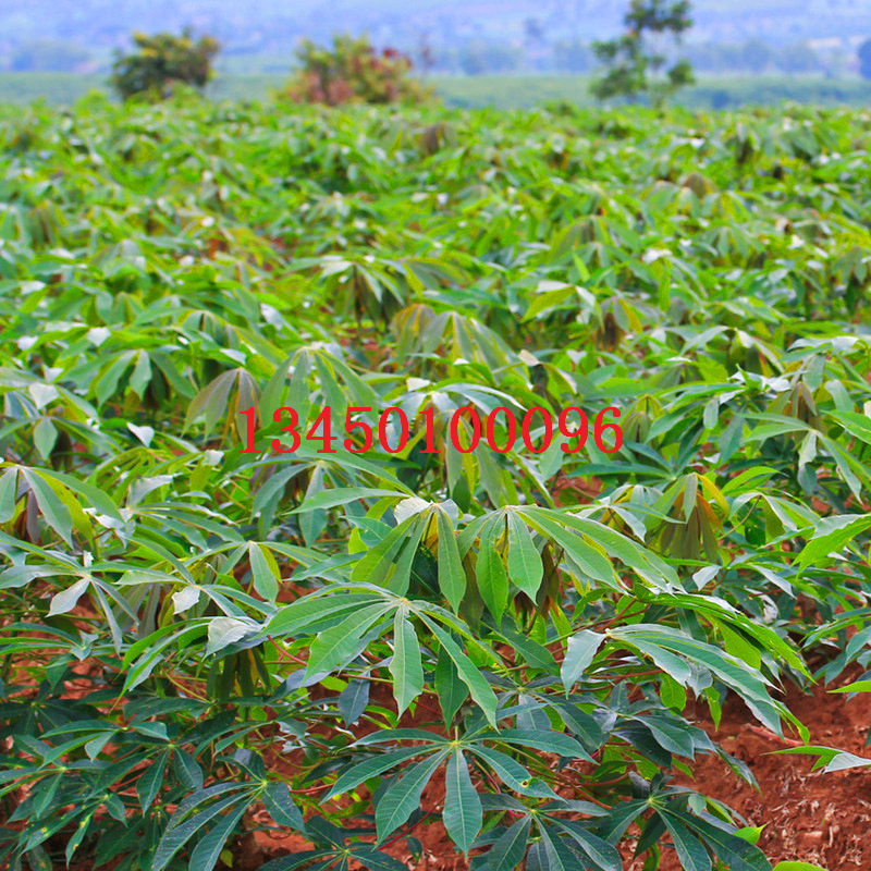 木薯苗农业新宠 木薯苗图片大全 木薯苗那里有买 批发价销售 现货|ms