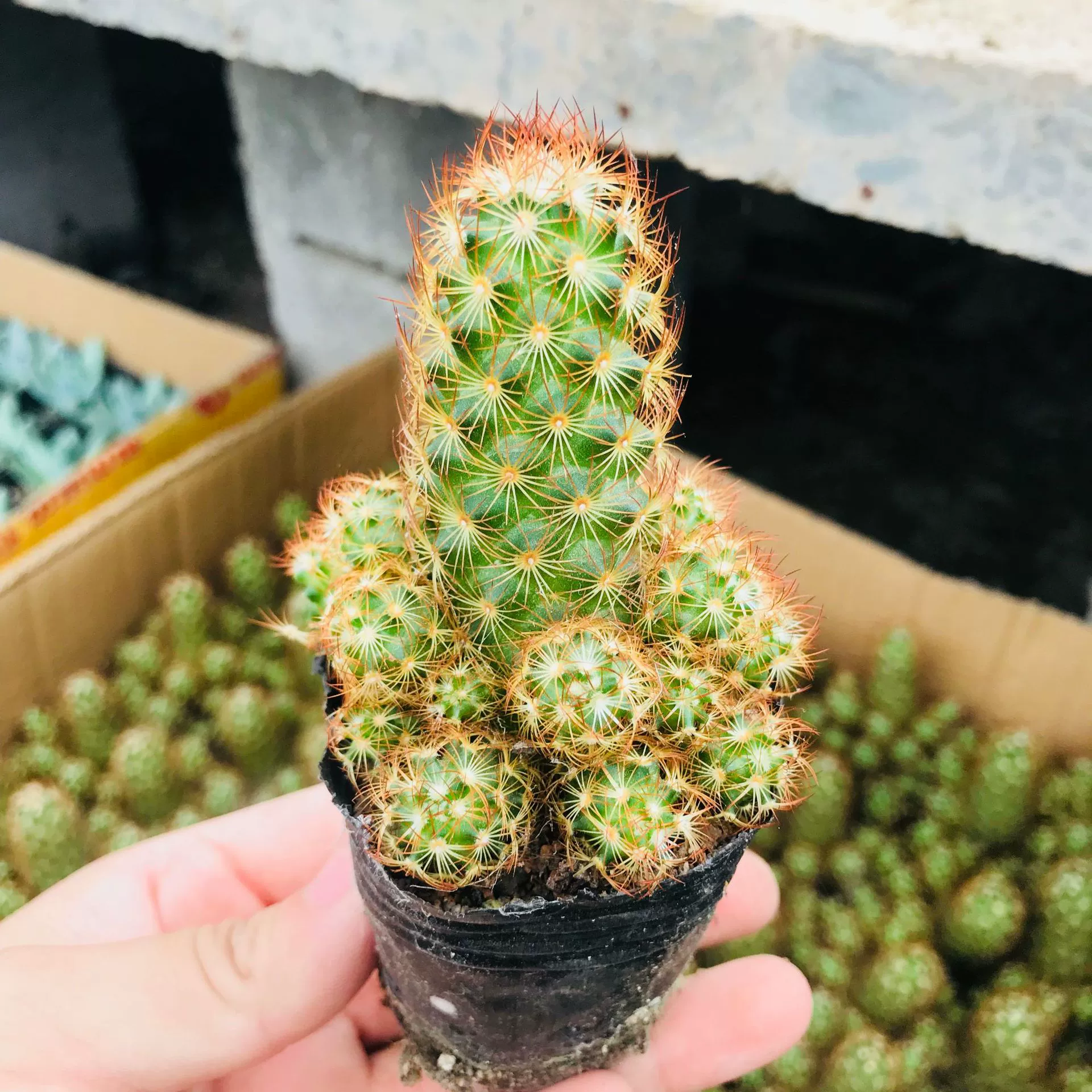 Сочные растения оптом Милая комбинация мяса кактус золотой палец мини мясо очистка мяса воздух золотой палец