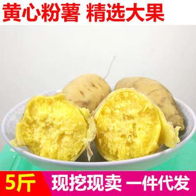 [Explosive money]fresh Yellow Heart Sand Se Sweet potato Sweet potato Farm White 5 pounds