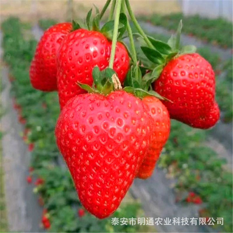 安徽组培草莓苗 合肥脱毒草莓苗基地大棚密执栽培 露天种植结果早