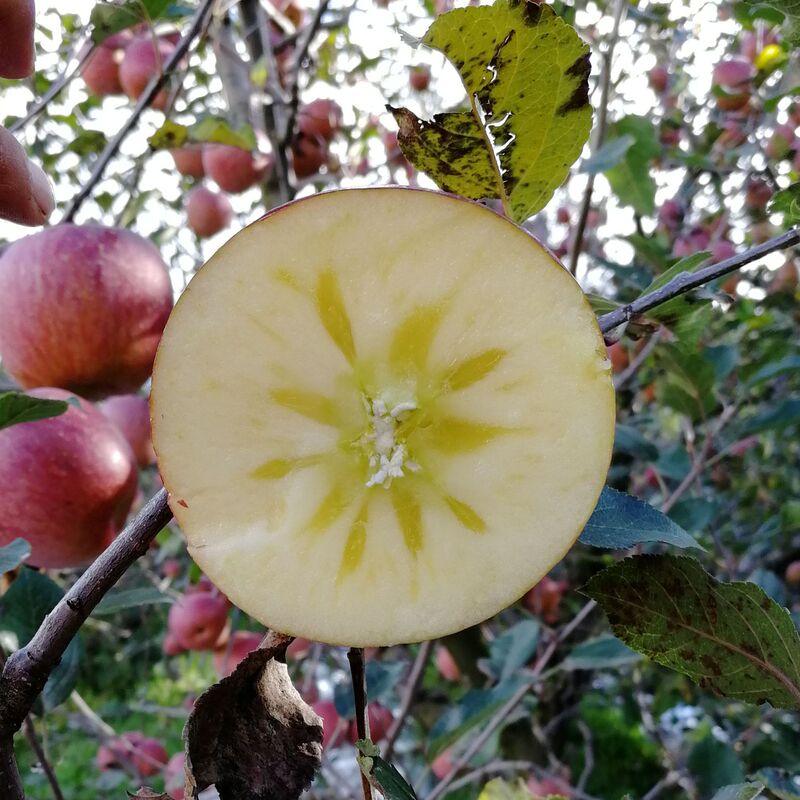 Zhaotong Ugly Apples with Sugar Heart, Fresh and Crispy Sweet Apples for Pregnant Women, Red Fuji Apples in Season, Wholesale by the Box Zhaotong Ugly Apples with Sugar Heart, Fresh and Crispy Sweet Apples for Pregnant Women, Red Fuji Apples in Season, Wholesale by the Box