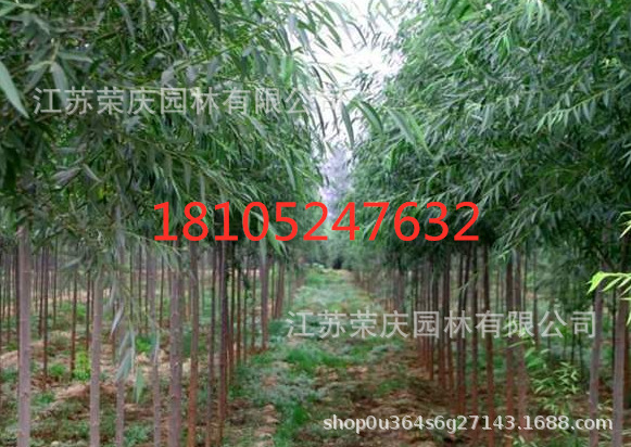 竹柳树2_副本