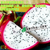 Fire Dragon Fruit Seed Fire Dragon Fruit Fruit Fruit Fruit Fruit Fruit Fruit Fruit Fruit Vegetable Seeds wholesale Fruit Seeds Seeds Seeds Four Seasons