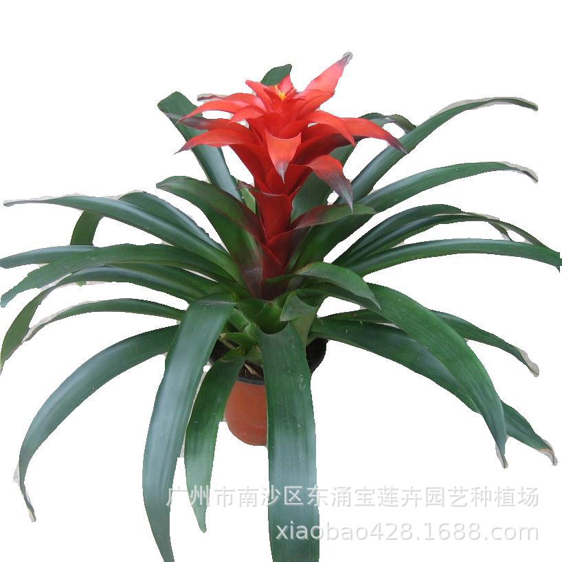 基地供应室内观赏凤梨鸿运当头吉利红星花卉盆栽植物热销年宵花-阿里巴巴