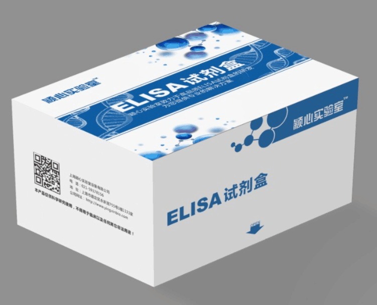小鼠嗜酸粒细胞趋化蛋白Eotaxin 2(Eotaxin 2/CCL24)ELISA试剂盒