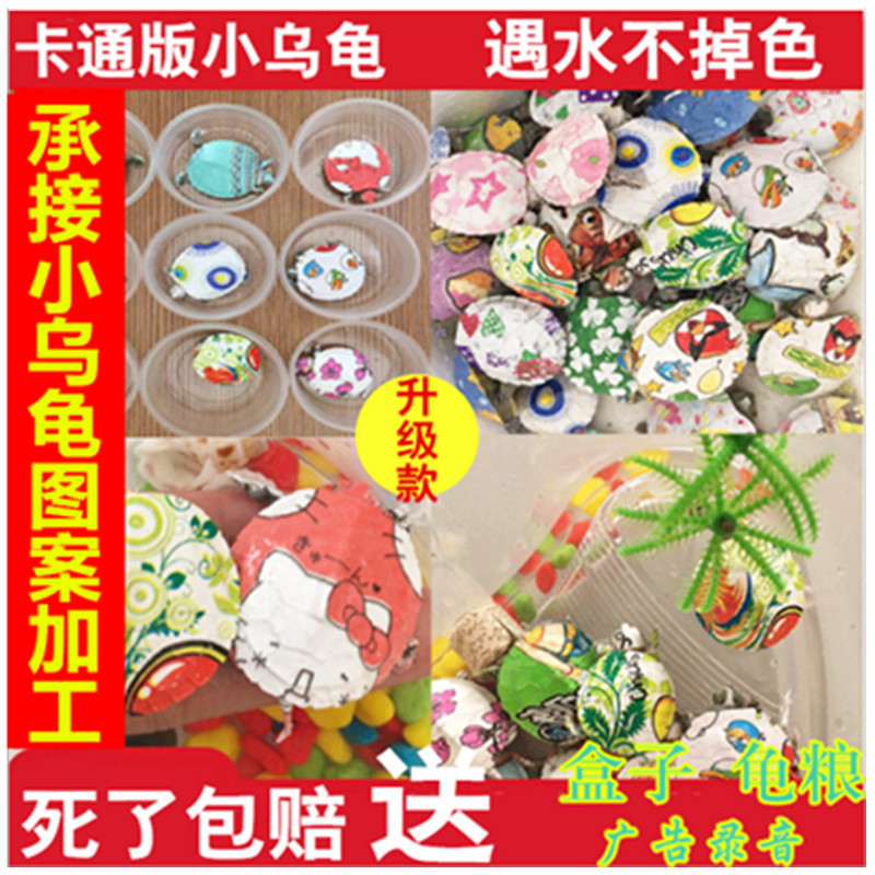 新款七彩小乌龟 活体巴西龟包活送盒子食粮地摊热销产品 厂家直销