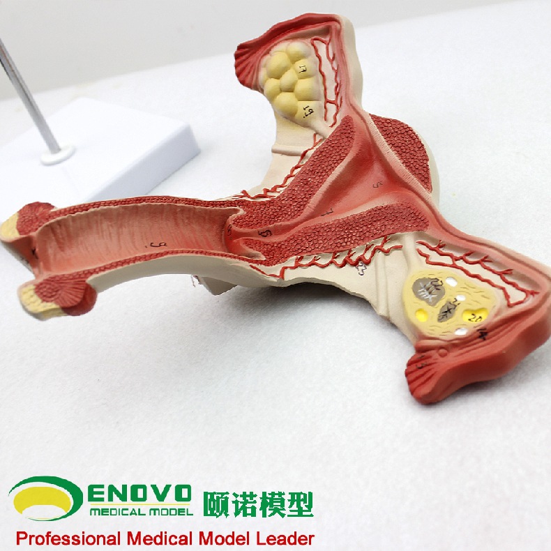 ENOVO颐诺人体医学女性子宫模型卵巢生殖结构解剖模型妇科妇产科-阿里巴巴