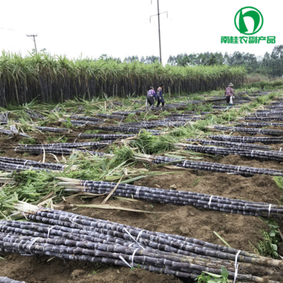 广西黑皮甘蔗产地 秋冬季节大量上市 水果甘蔗 多汁脆甜基地直销|ms