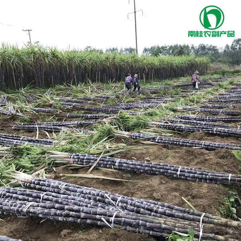 广西黑皮甘蔗产地 秋冬季节大量上市 水果甘蔗 多汁脆甜基地直销|ms