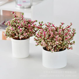 盆栽;乔木;灌木