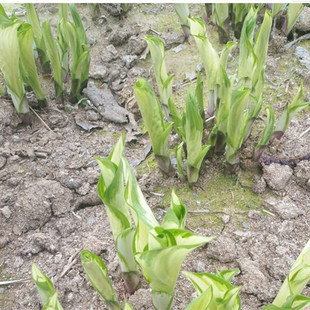 ����ֱ�N ���� �޸����� ���^�@���^��ֲ�� �������� ���~ ������