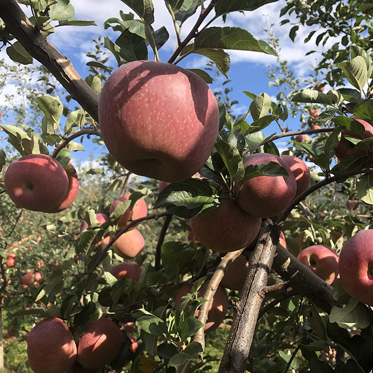 8e65fe0fa1380d679d317d60164d79