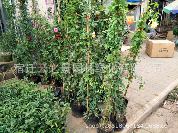 爬藤月季详细19.jpg