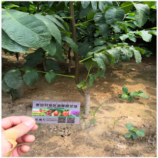 ����Ʒ�N�޽�������Ҙ��� �S�a���� ��Ƥ���� �猍���Ҙ���