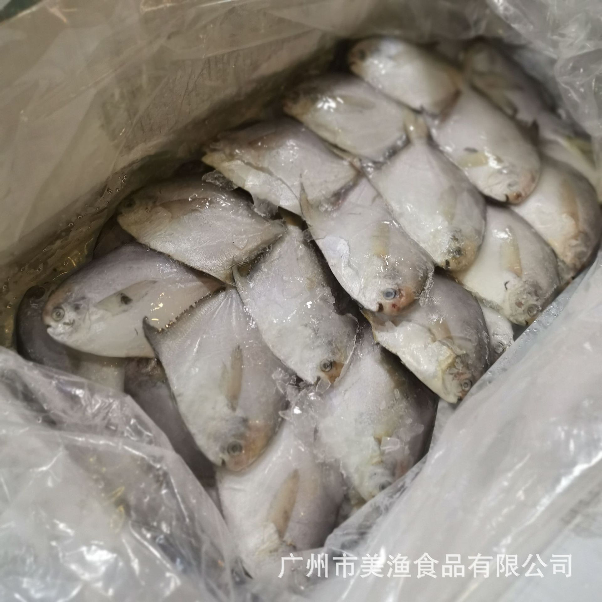 冷冻鲳鱼生小鲳鱼平鱼扁鱼冰冻平鱼香煎烧烤白仓鱼 100g/条5斤/件-阿里巴巴