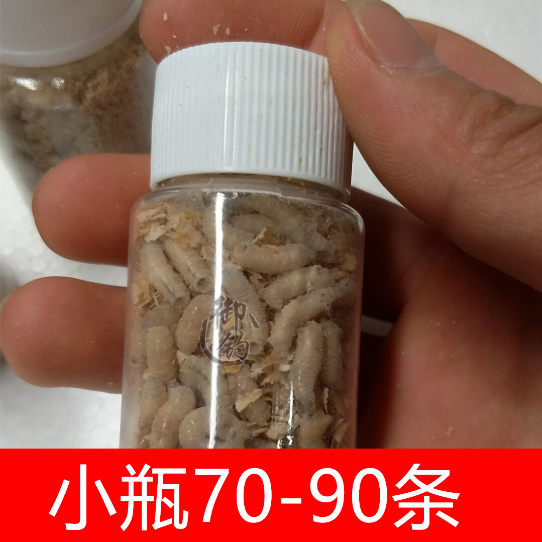 批发钓鱼蛆虫活体鱼饵活蛆肉蛆蛆牙子鲜活蛆虫小瓶包活渔具店货源 阿里巴巴