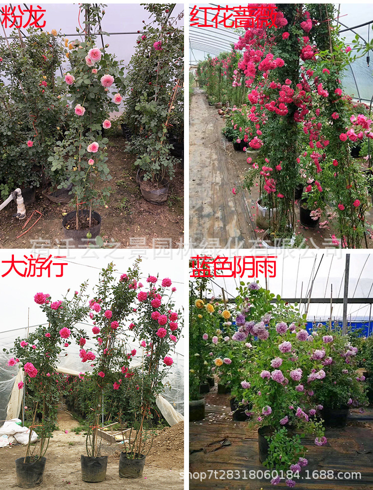 爬藤月季详细9.jpg