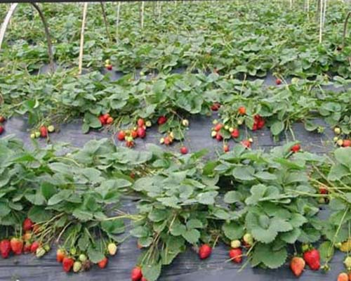 aa47459e9cebf458998d763c29a5d3