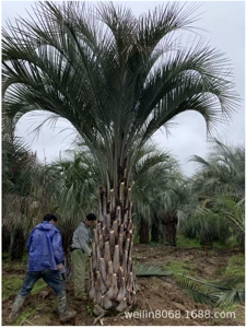 Fujian Budi Coconut цитирует тысячи акров кокосового происхождения Budi Origan