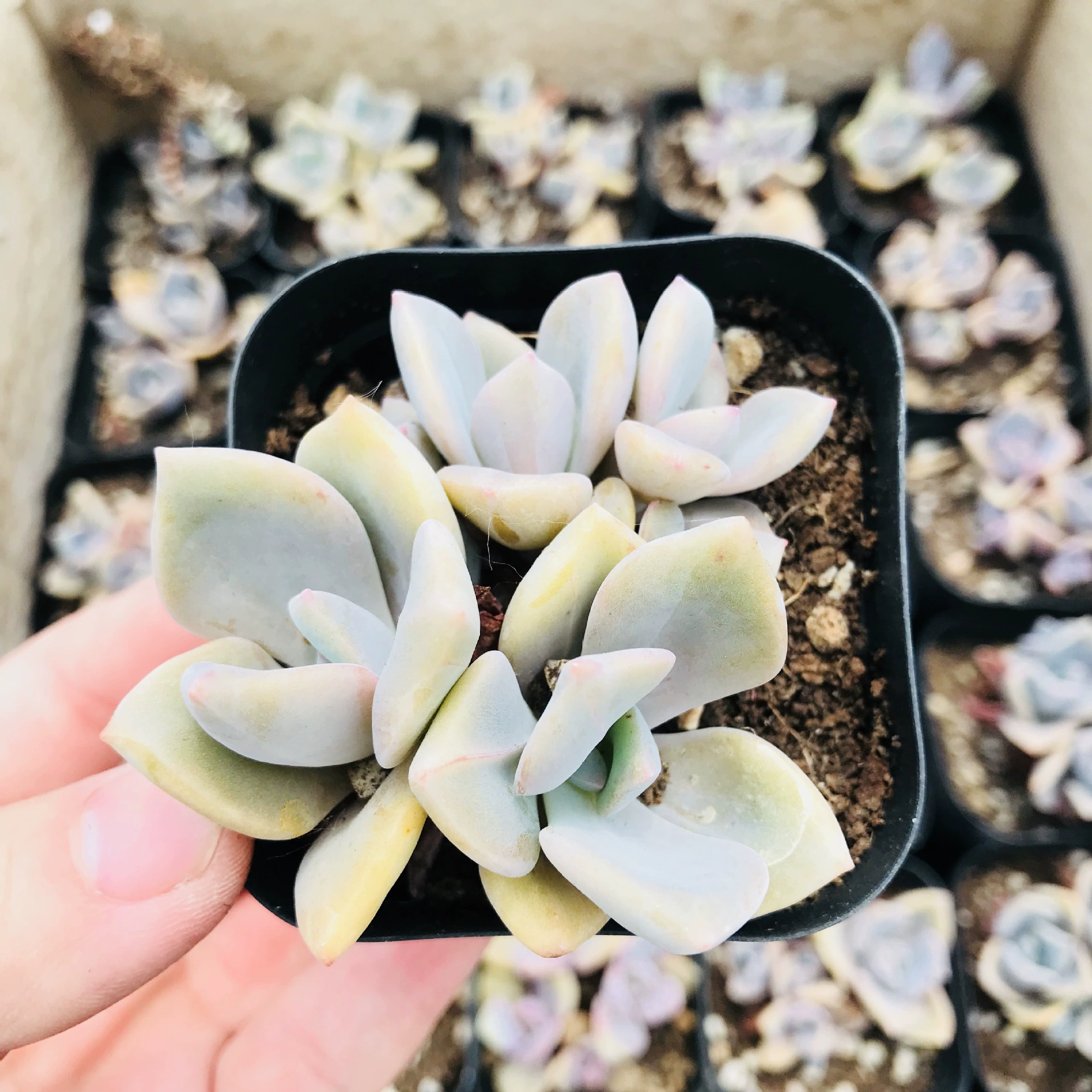 База оптом суккулент Радужный пруд розовый супер милый сочный комбинированный Рабочий стол зеленый Радужный сахар