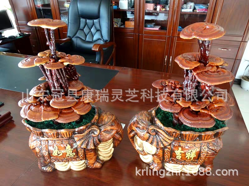 盆景灵芝摆件 灵芝工艺品 灵芝礼品 灵芝盆景 灵芝标本 节日礼品-阿里巴巴