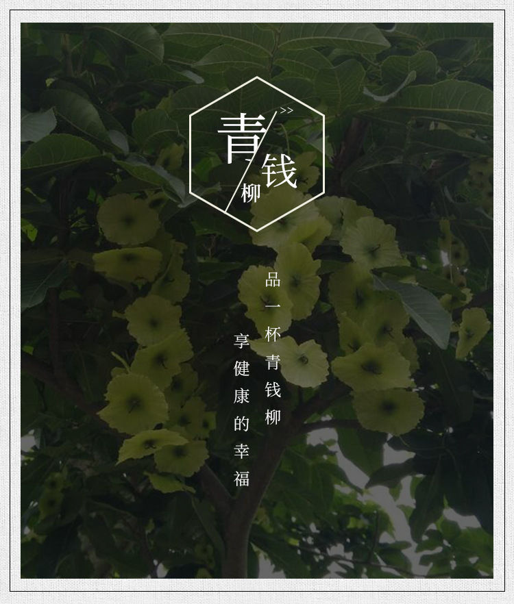 Qing Qian Liu Young Leaf Tea (Cyclocarya paliurus) — Wild Old-Tree Sweet Tea Leaves, 500g Loose Leaf overview
