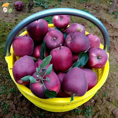[Sweet spring]Tianshui Lixian Apple 10 Season fresh fruit Season Delicious Pregnant women 5 Full container