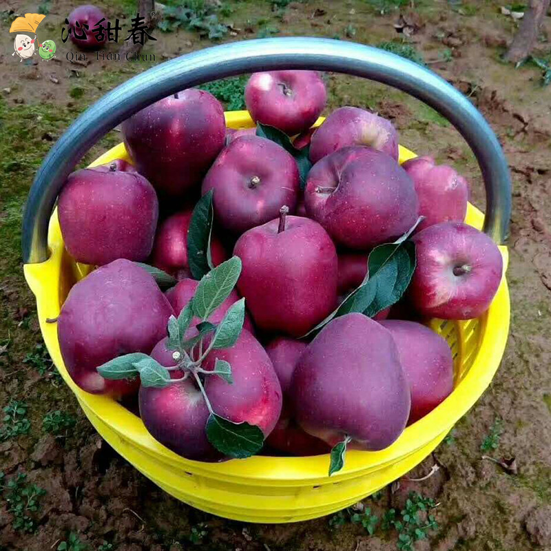 [Sweet spring]Tianshui Lixian Apple 10 Season fresh fruit Season Delicious Pregnant women 5 Full container
