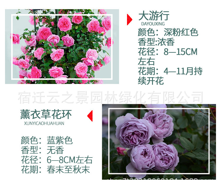 爬藤月季详细图2.png