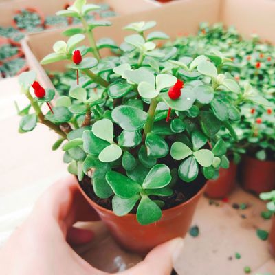 盆栽多肉批发 爆盆金枝玉叶基地发货 品相好颜色好看 多肉小盆栽