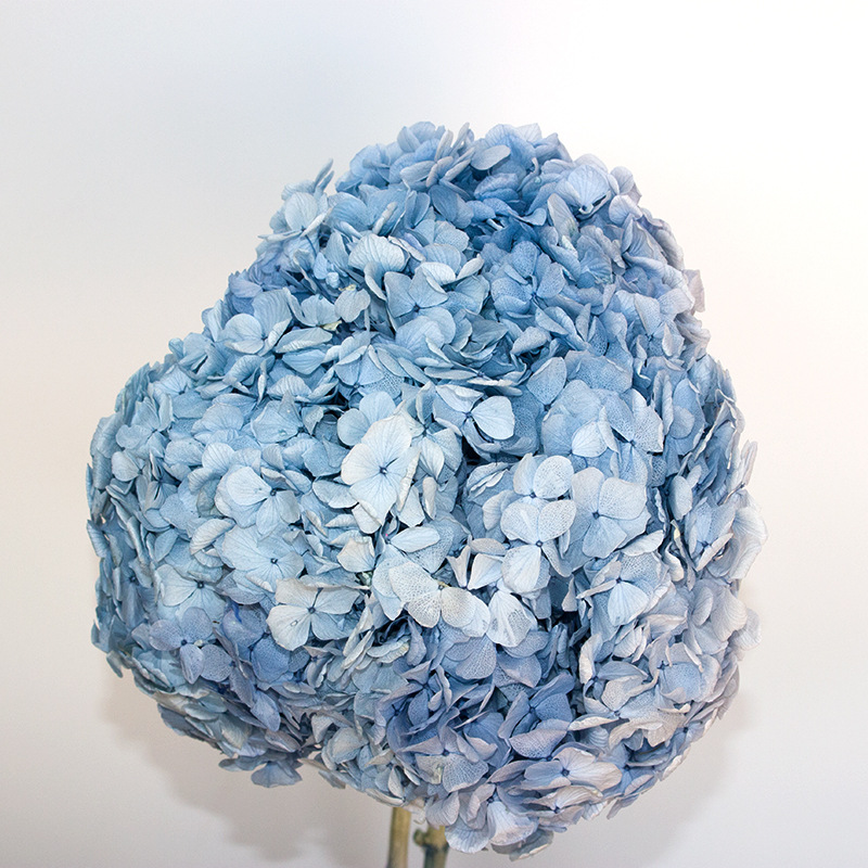 雲南永生花木繡球A級20g/盒DIY材料繡球花保鮮不褪色直徑20-25cm