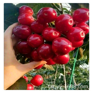 ɽ�|����Ҙ��� �t�� �S�� ���������܇���Ә���r�� ����������