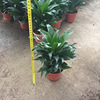 The base directly criticizes the thousands of the sun god 110 Guangzhou flower pots dense leaves, chopsticks, Zhu Banana resistant to support